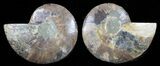 Cut & Polished Ammonite Fossil - Agatized #58711-1